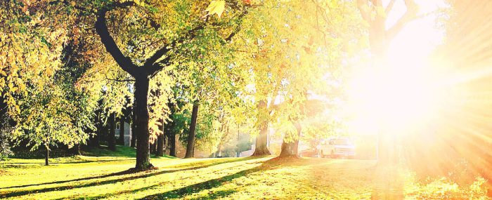 The sunshine. A vivid green forest flooded by sunlight. Blog article by RebeccaRoberts.com